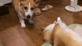 動物,犬,猫,しつけ,飼い方,育て方,病気,健康