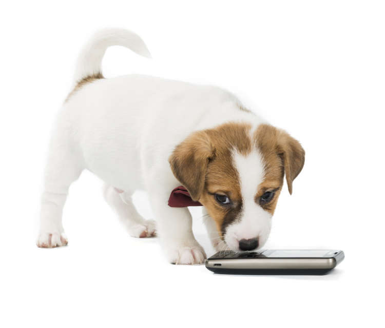 犬友だちとのやりとりを盛り上げる! おすすめの【犬】LINEスタンプ