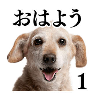 動物,犬,猫,しつけ,飼い方,育て方,病気,健康