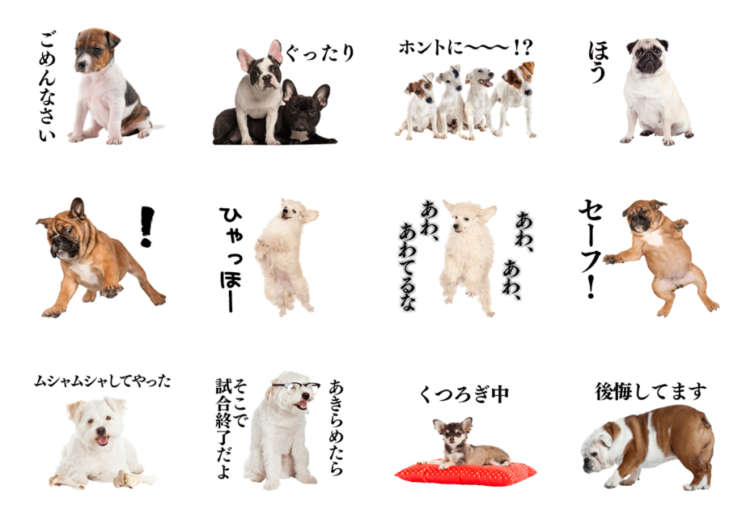 動物,犬,猫,しつけ,飼い方,育て方,病気,健康