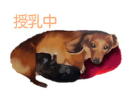 動物,犬,猫,しつけ,飼い方,育て方,病気,健康