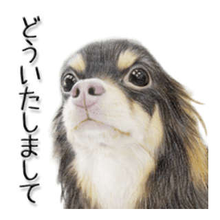 動物,犬,猫,しつけ,飼い方,育て方,病気,健康