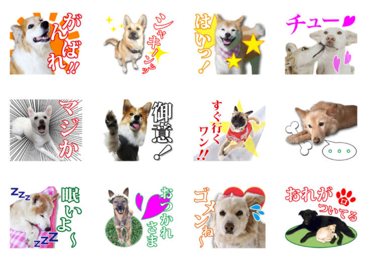 動物,犬,猫,しつけ,飼い方,育て方,病気,健康