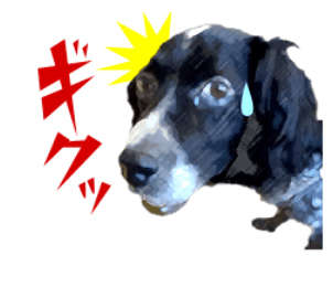 動物,犬,猫,しつけ,飼い方,育て方,病気,健康