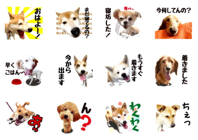 動物,犬,猫,しつけ,飼い方,育て方,病気,健康