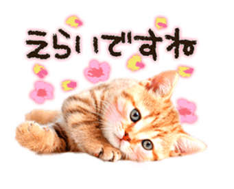 動物,犬,猫,しつけ,飼い方,育て方,病気,健康
