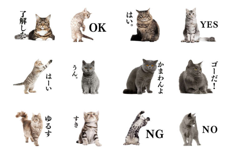 動物,犬,猫,しつけ,飼い方,育て方,病気,健康