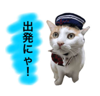 動物,犬,猫,しつけ,飼い方,育て方,病気,健康