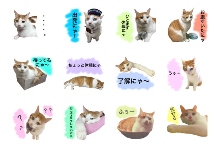 動物,犬,猫,しつけ,飼い方,育て方,病気,健康