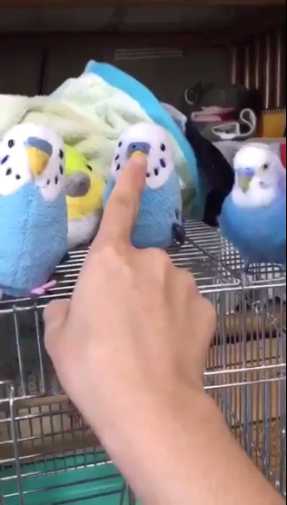 動物,犬,猫,しつけ,飼い方,育て方,病気,健康