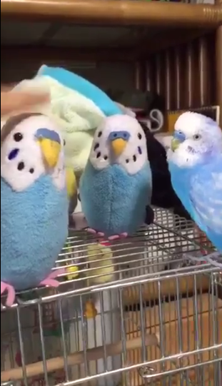 動物,犬,猫,しつけ,飼い方,育て方,病気,健康