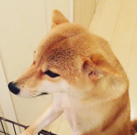 動物,犬,猫,しつけ,飼い方,育て方,病気,健康