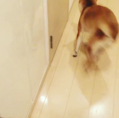 動物,犬,猫,しつけ,飼い方,育て方,病気,健康