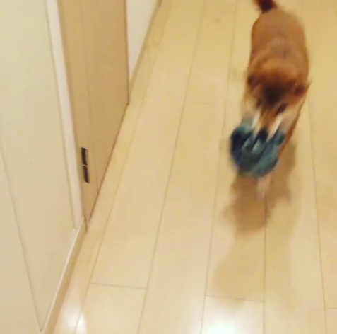 動物,犬,猫,しつけ,飼い方,育て方,病気,健康