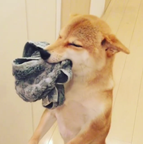動物,犬,猫,しつけ,飼い方,育て方,病気,健康