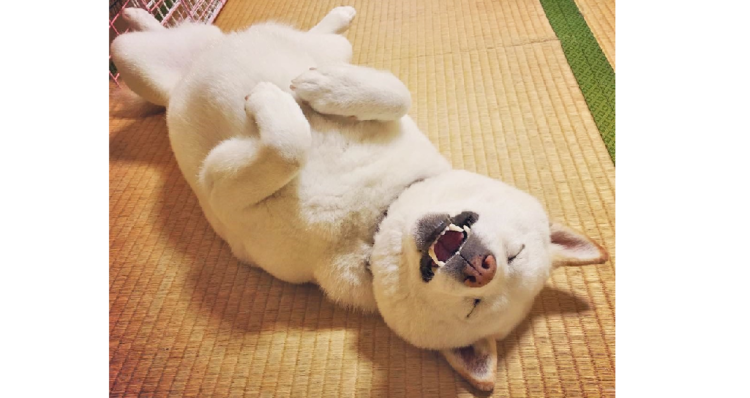 【しあわせの糸目特集♡】ワンコのお目めがニッコリ糸のように細くなった瞬間♪その顔に癒される (9枚)