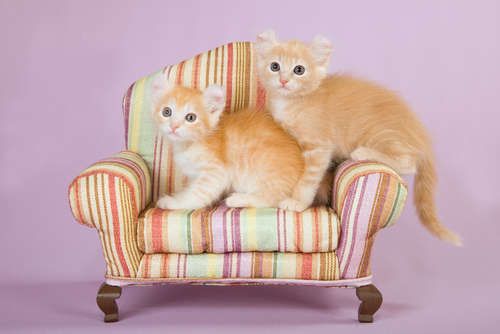 動物,犬,猫,しつけ,飼い方,育て方,病気,健康