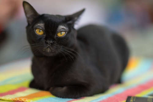 動物,犬,猫,しつけ,飼い方,育て方,病気,健康