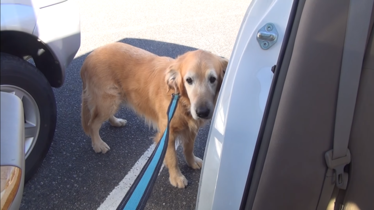 動物,犬,猫,しつけ,飼い方,育て方,病気,健康