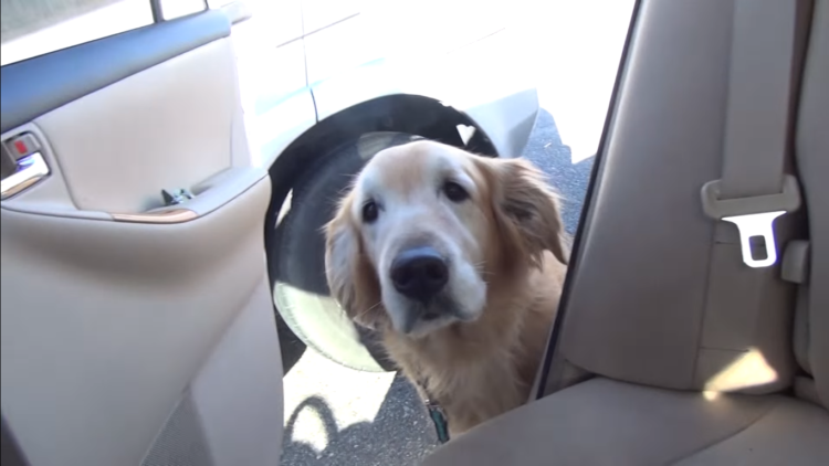 動物,犬,猫,しつけ,飼い方,育て方,病気,健康
