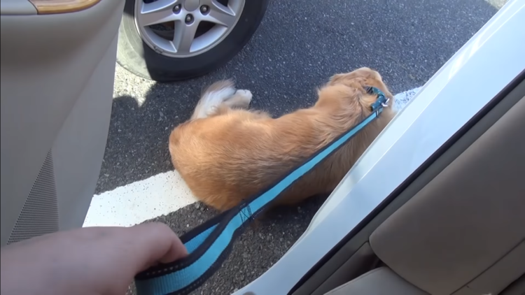 動物,犬,猫,しつけ,飼い方,育て方,病気,健康