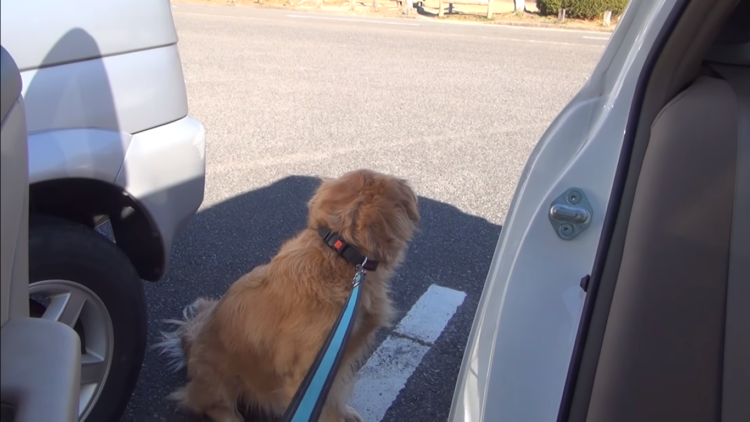 動物,犬,猫,しつけ,飼い方,育て方,病気,健康