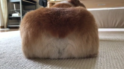 動物,犬,猫,しつけ,飼い方,育て方,病気,健康