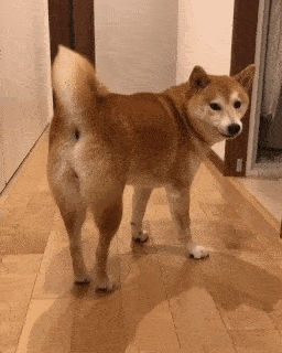 動物,犬,猫,しつけ,飼い方,育て方,病気,健康