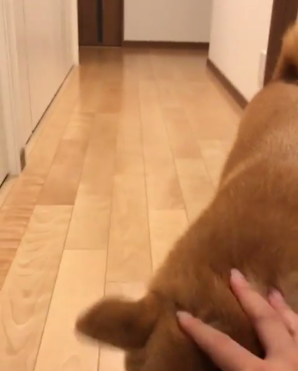 動物,犬,猫,しつけ,飼い方,育て方,病気,健康