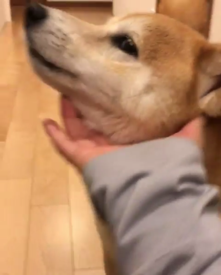 動物,犬,猫,しつけ,飼い方,育て方,病気,健康