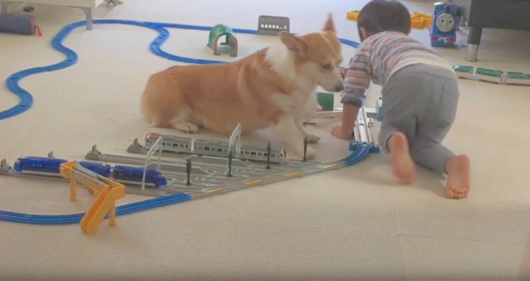 動物,犬,猫,しつけ,飼い方,育て方,病気,健康