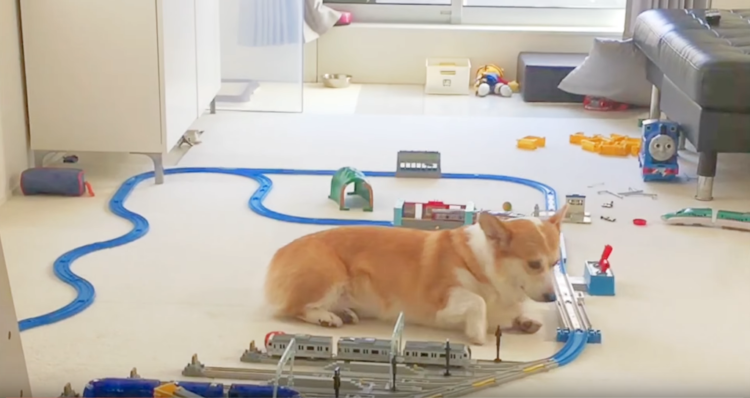 動物,犬,猫,しつけ,飼い方,育て方,病気,健康