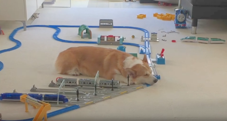 動物,犬,猫,しつけ,飼い方,育て方,病気,健康