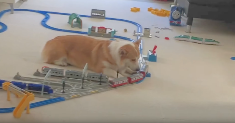 動物,犬,猫,しつけ,飼い方,育て方,病気,健康