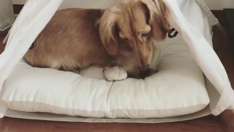動物,犬,猫,しつけ,飼い方,育て方,病気,健康