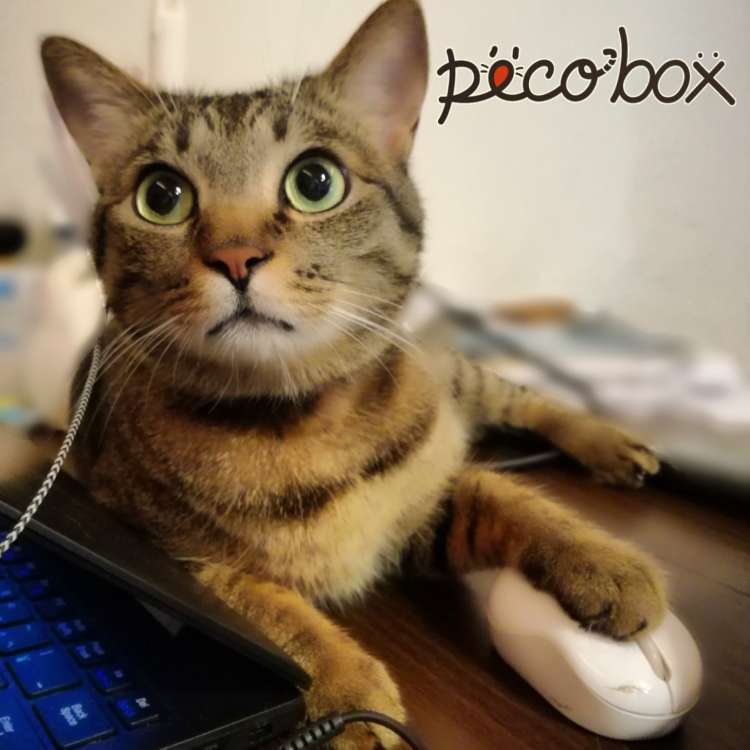 動物,犬,猫,しつけ,飼い方,育て方,病気,健康