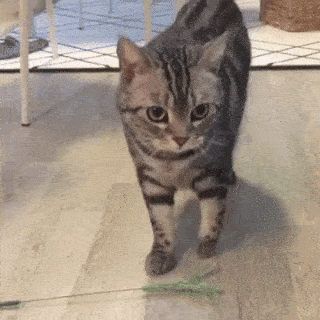 動物,犬,猫,しつけ,飼い方,育て方,病気,健康