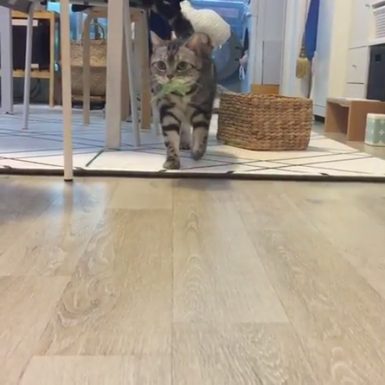動物,犬,猫,しつけ,飼い方,育て方,病気,健康