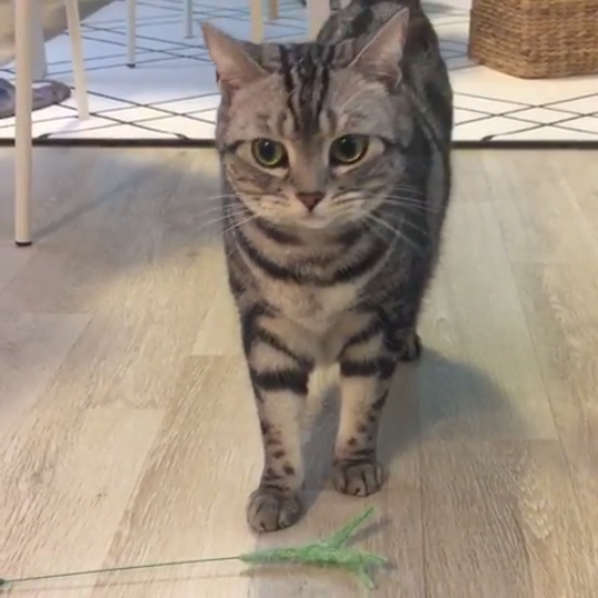 動物,犬,猫,しつけ,飼い方,育て方,病気,健康