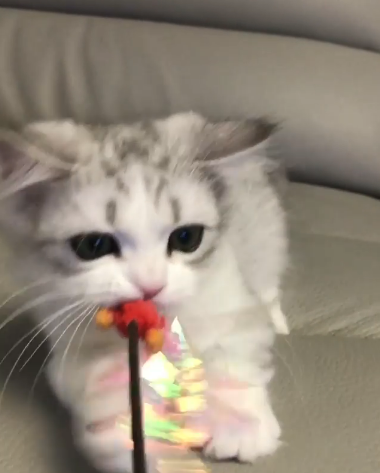 動物,犬,猫,しつけ,飼い方,育て方,病気,健康