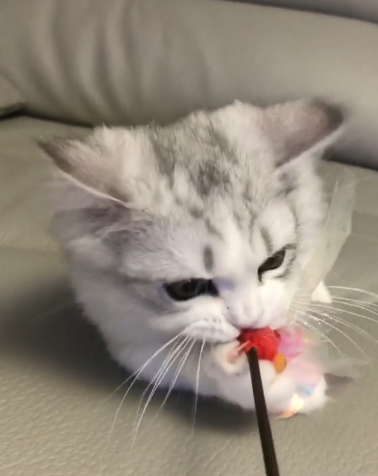 動物,犬,猫,しつけ,飼い方,育て方,病気,健康