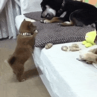 動物,犬,猫,しつけ,飼い方,育て方,病気,健康