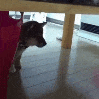 動物,犬,猫,しつけ,飼い方,育て方,病気,健康