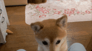 動物,犬,猫,しつけ,飼い方,育て方,病気,健康