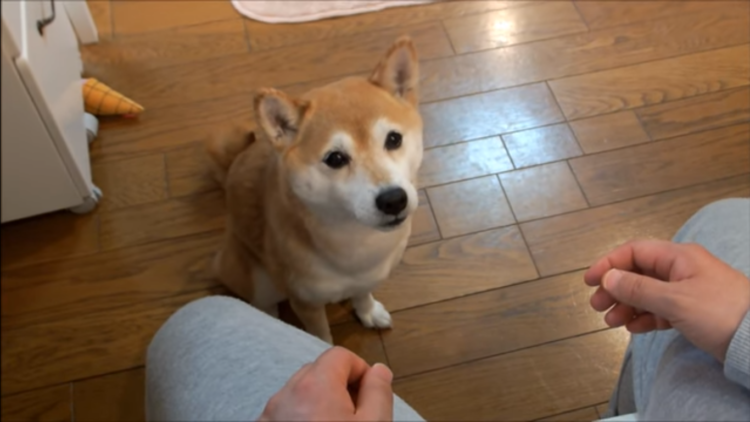 動物,犬,猫,しつけ,飼い方,育て方,病気,健康