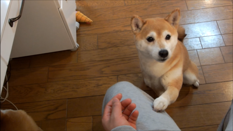 動物,犬,猫,しつけ,飼い方,育て方,病気,健康