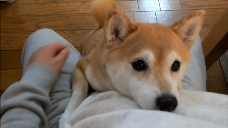 動物,犬,猫,しつけ,飼い方,育て方,病気,健康