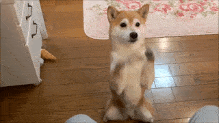 動物,犬,猫,しつけ,飼い方,育て方,病気,健康