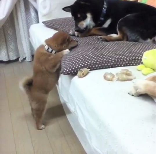 動物,犬,猫,しつけ,飼い方,育て方,病気,健康