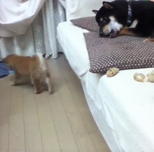 動物,犬,猫,しつけ,飼い方,育て方,病気,健康